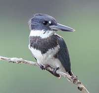 A bird sitting on a branch

Description automatically generated