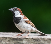 A bird standing on a wood surface

AI-generated content may be incorrect.