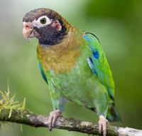 A green and blue bird on a branch

Description automatically generated