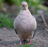 A bird standing on the ground

Description automatically generated