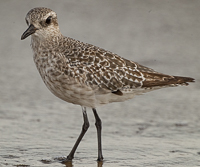 A bird standing on the sand

Description automatically generated