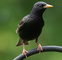 A bird standing on a wire

Description automatically generated