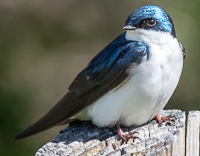 A bird sitting on a log

Description automatically generated