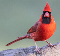 A red bird standing on a rock

Description automatically generated