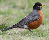 A bird standing on grass

Description automatically generated