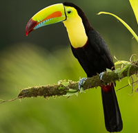 A bird sitting on a branch

Description automatically generated