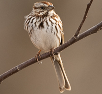 A bird sitting on a branch

Description automatically generated