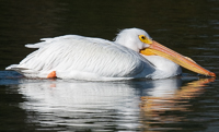 A white bird swimming in water

Description automatically generated