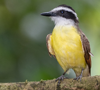 A bird standing on a branch

Description automatically generated