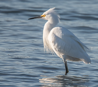 A white bird standing in water

Description automatically generated