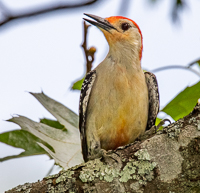 A bird on a tree branch

Description automatically generated