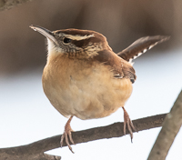 A bird on a branch

Description automatically generated