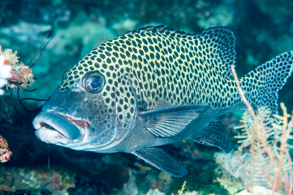 A fish swimming in the water

AI-generated content may be incorrect.