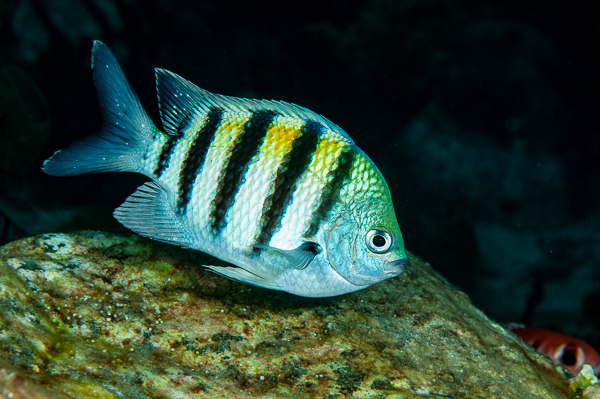 A striped fish swimming on a rock

AI-generated content may be incorrect.
