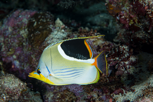 A fish swimming in the water

AI-generated content may be incorrect.