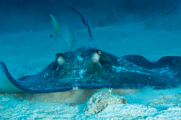 A stingray swimming in the water

AI-generated content may be incorrect.