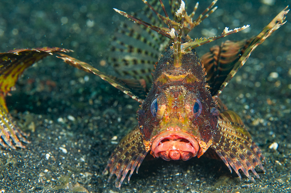 A close-up of a fish

AI-generated content may be incorrect.