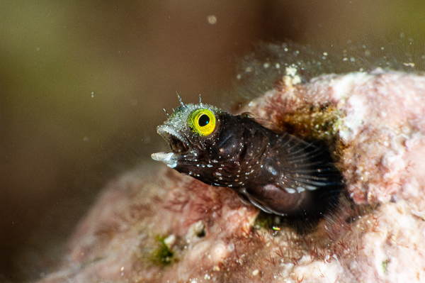 A small fish with yellow eyes

AI-generated content may be incorrect.