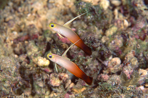 A pair of fish swimming in the water

AI-generated content may be incorrect.