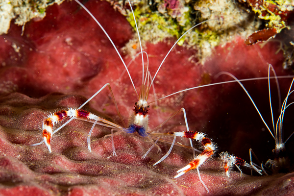 A close-up of a shrimp

AI-generated content may be incorrect.