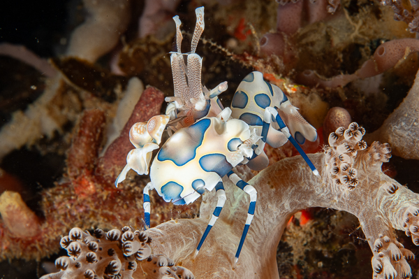 A blue and white crab

AI-generated content may be incorrect.