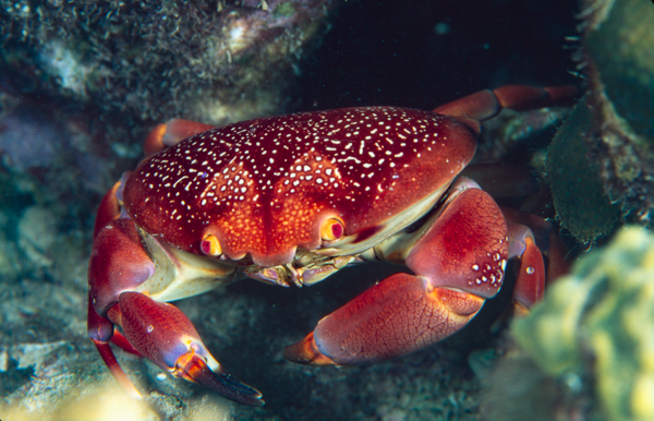 A red crab with white spots

AI-generated content may be incorrect.