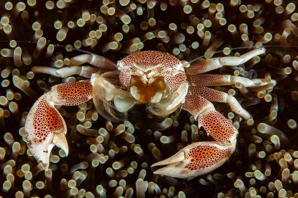 A crab swimming in an underwater environment

AI-generated content may be incorrect.