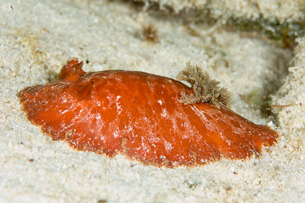 A close-up of a sea creature

AI-generated content may be incorrect.