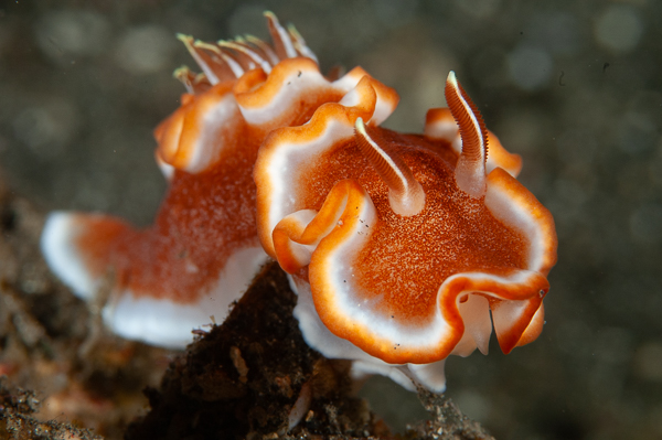 A close up of a sea creature

AI-generated content may be incorrect.