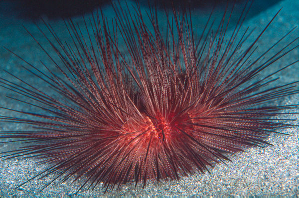 A close-up of a sea urchin

AI-generated content may be incorrect.