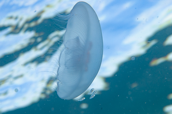 A jellyfish swimming in the water

AI-generated content may be incorrect.