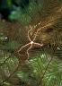 Ophiothrix suensonii (Sponge Brittle Star)
