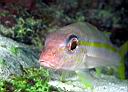 Mulloidichthys martinicus (Yellow Goatfish)