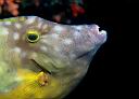 Cantherhines macrocerus (Whitespotted Filefish)
