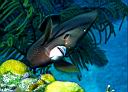Pomacanthus arcuatus (Gray Angelfish)