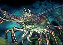 Panulirus argus (Caribbean Spiny Lobster)