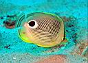 Chaetodon capistratus (Foureye Butterflyfish)