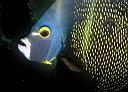 Pomacanthus paru (French Angelfish)