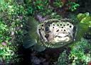 Diodon holocanthus (Balloonfish)
