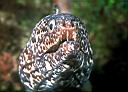 Gymnothorax moringa (Spotted Moray)