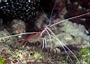 Lysmata grabhami (Scarlet-Striped Cleaning Shrimp)