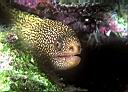 Gymnothorax miliaris (Goldentail Moray)