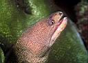 Gymnothorax miliaris (?) (Goldentail Moray)