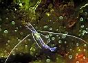 Periclimenes pedersoni (Pederson Cleaner Shrimp)