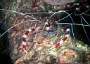 Stenopus hispidus (Banded Coral Shrimp)