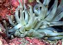 Thor amboinensis (?) (Squat Anemone Shrimp)