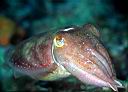 Sepia latimanus (Broadclub cuttlefish)