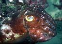 Sepia latimanus (Broadclub cuttlefish)