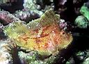 Taenianotus triacanthus (Leaf Scorpionfish)