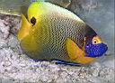 Pomacanthus xanthometopon (Yellowmask Angelfish)